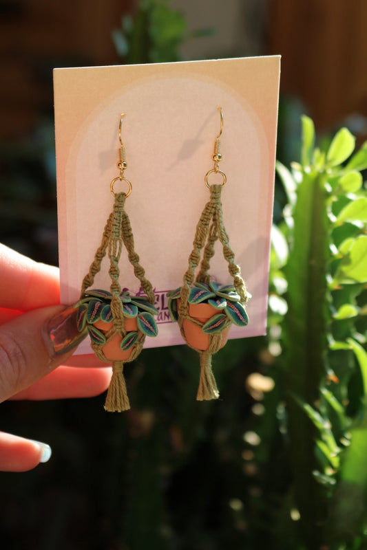 Prayer Plants With Spiral Macrame Hangers