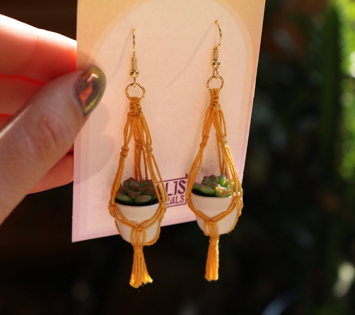 Succulents With Simple Macrame Hangers