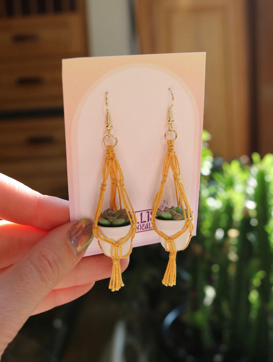 Succulents With Simple Macrame Hangers