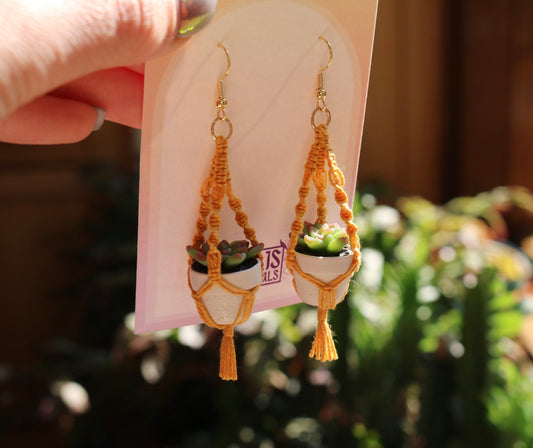 Succulents With Spiral Macrame Hangers