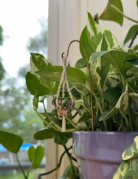 N'Joy Pothos Plant Charm With Spiral Macrame Hanger