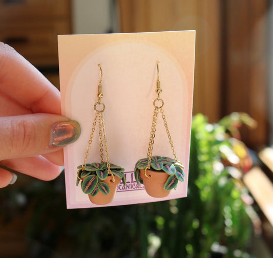 Prayer Plants With Chain Hangers